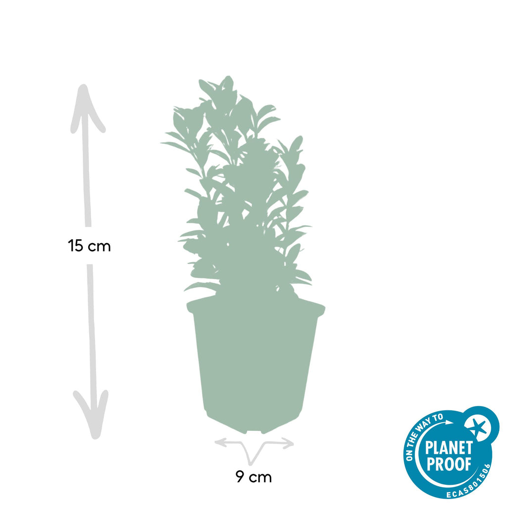 24x Euonymus jap. Green Spire - ↕10-25cm - Ø9cm