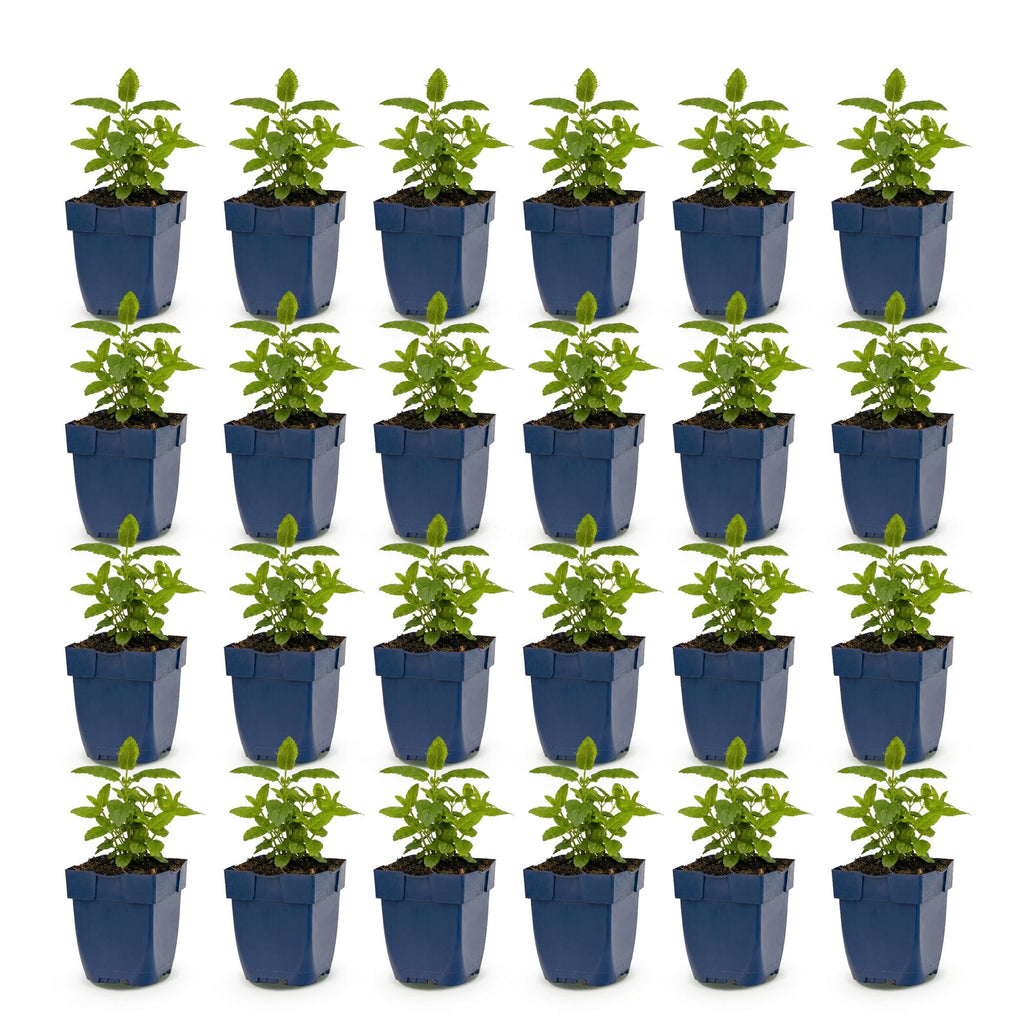 Vasteplant - Nepeta nerv. Neptune - Kattenkruid - Bijen en Vlinderlokkers - Paars - 24 Planten - Pot 11cm - Hoogte 15-25cm