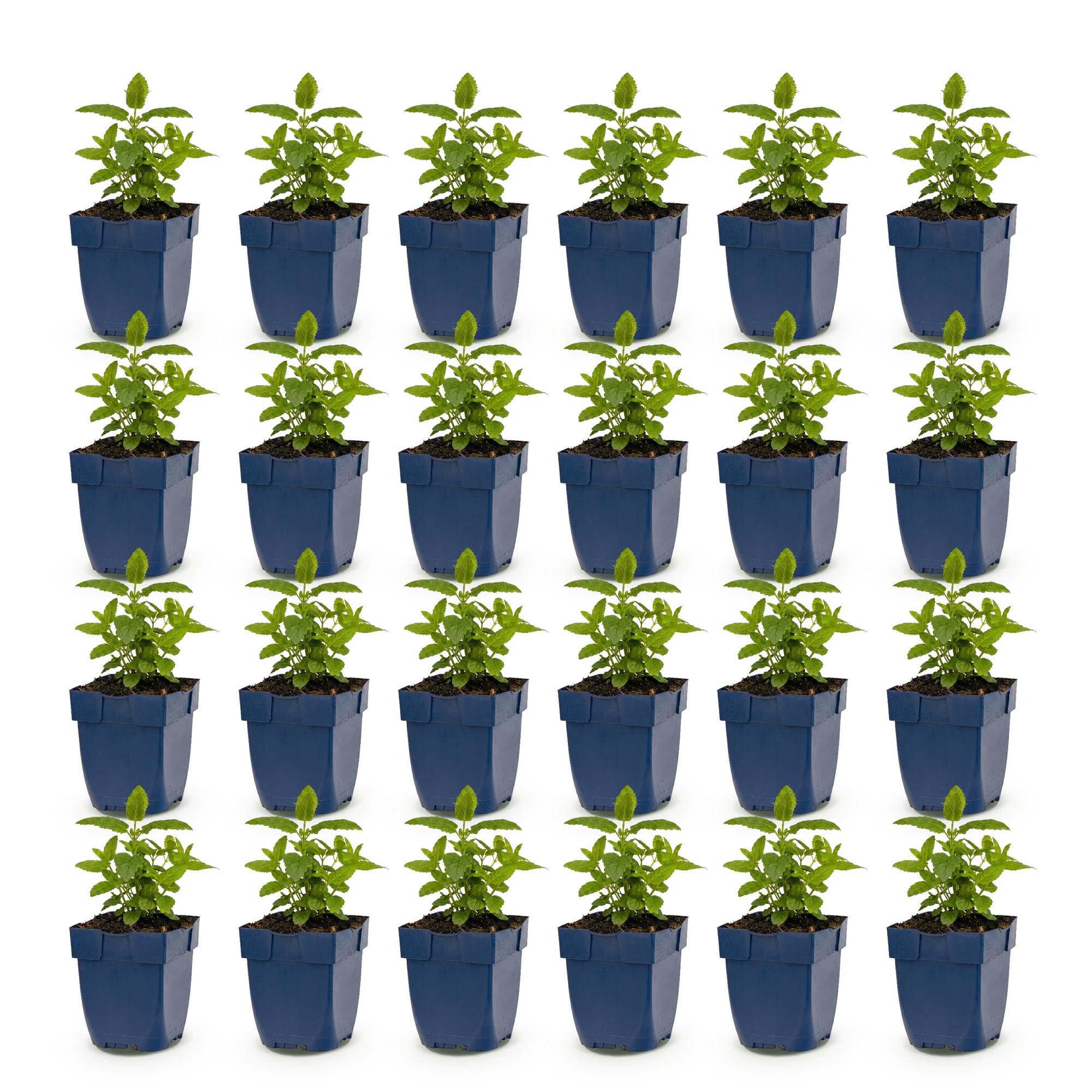 Vasteplant - Nepeta nerv. Neptune - Kattenkruid - Bijen en Vlinderlokkers - Paars - 24 Planten - Pot 11cm - Hoogte 15-25cm