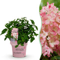 Tuinplant - Hydrangea panniculata Groundbreaker Blush - Pluimhortensia - Winterhard - Roze - 1 Plant - Pot 14cm - Hoogte 20-25cm