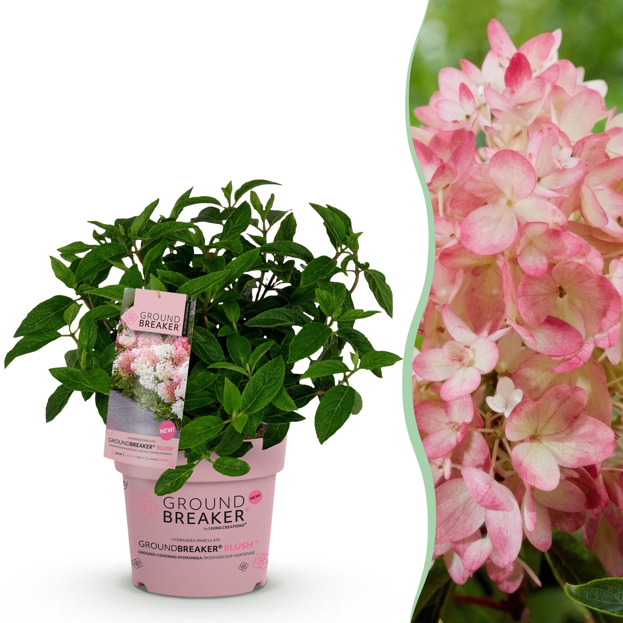 Tuinplant - Hydrangea panniculata Groundbreaker Blush - Pluimhortensia - Winterhard - Roze - 1 Plant - Pot 14cm - Hoogte 20-25cm