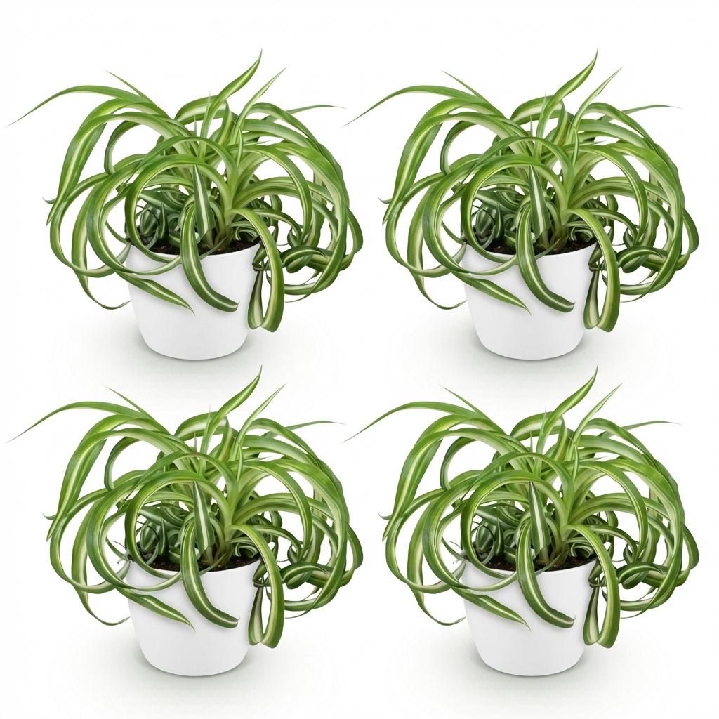 Kamerplant - Chlorophytum comosum Bonnie - Krullende Graslelie - Huisdiervriendelijke Plant - Groen - 4 Planten - met Potter Wit - Pot 12cm - Hoogte 20cm