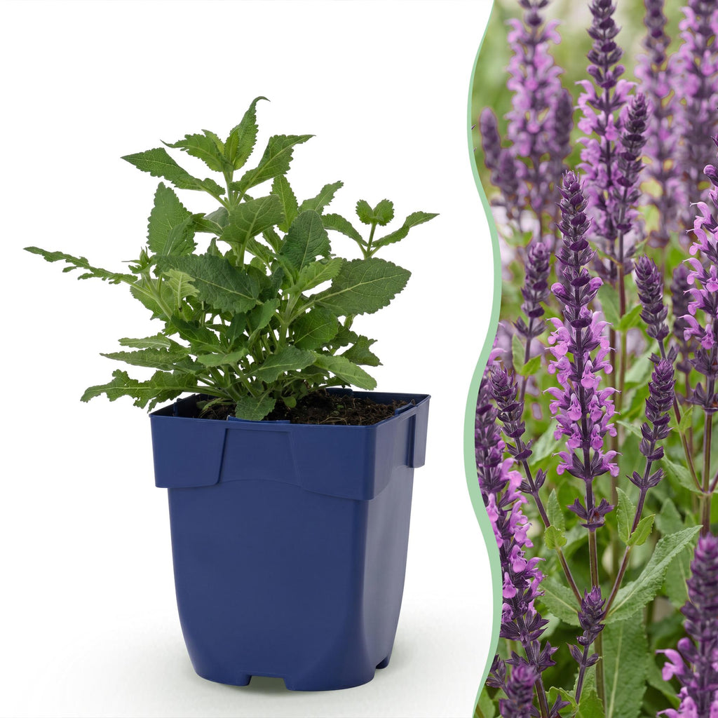 Vasteplant - Salvia nem. Sense Deepl Pink - Salie - Bijen en Vlinderlokkers - Roze - 12 Planten - Pot 11cm - Hoogte 15-25cm