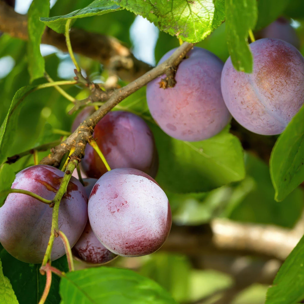 Fruitboom - Prunus domestica Opal - Pruimenboom - Winterhard - Paars-Rode Pruim - 1 Plant - Pot 21cm - Hoogte 90cm