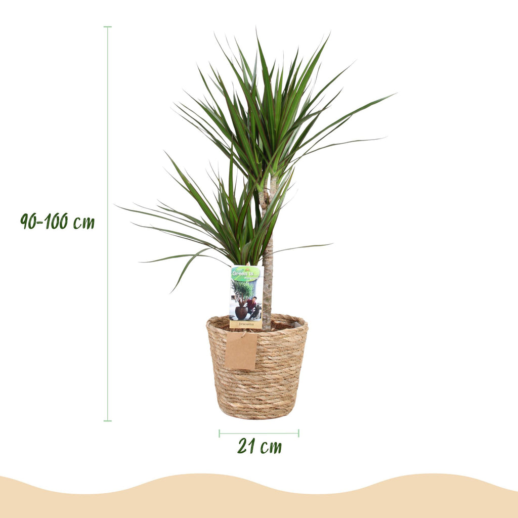 Green is... Kamerplanten - Dracaena Marginata - Drakenbloedboom - Weinig onderhoud - met mand - Groen - 1 Plant - Pot 21cm - Hoogte 90-100cm