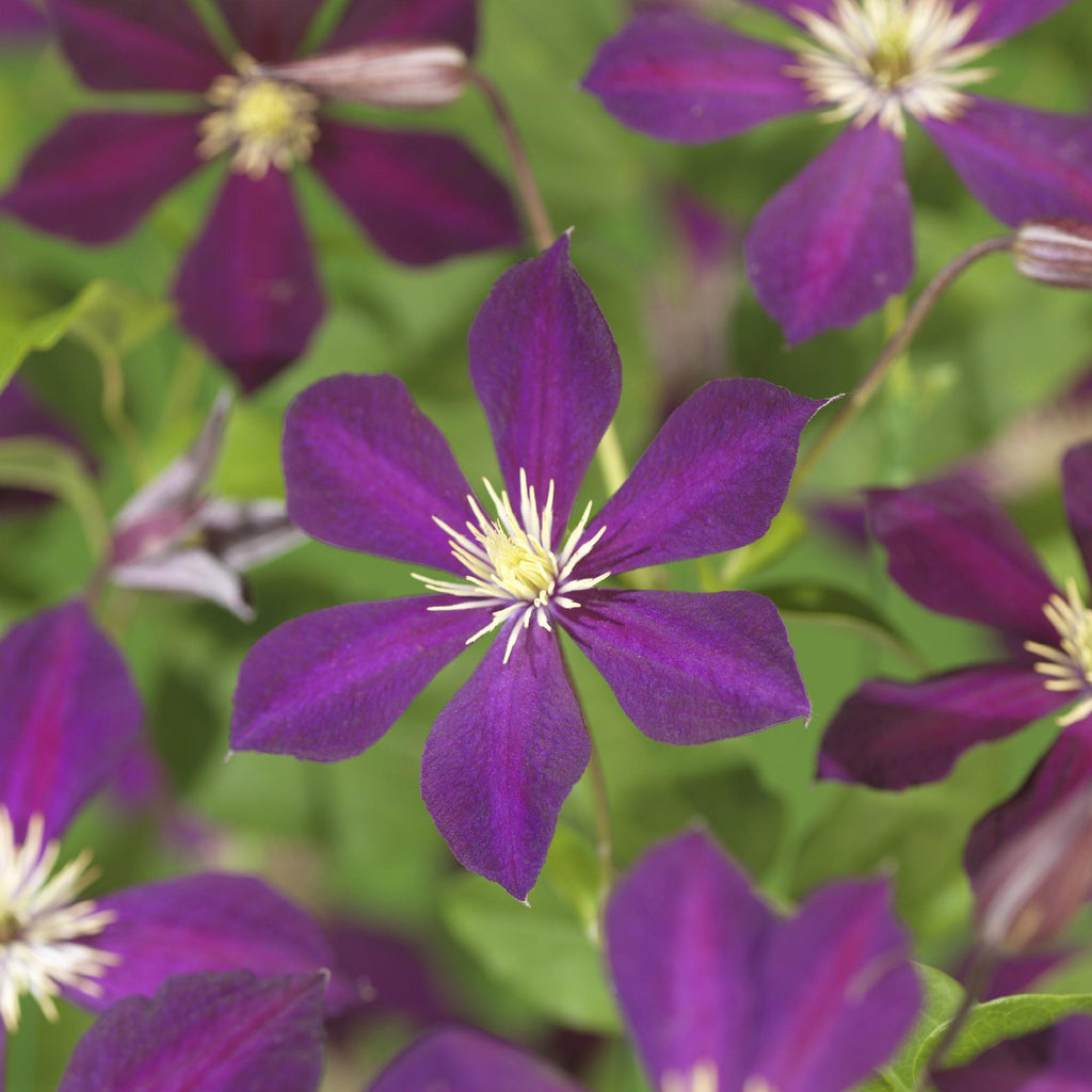Klimplant - Clematis Mikelite - Bloem Paars - Weinig onderhoud -2 planten -  Pot 11cm Hoogte 40cm