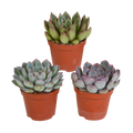 Echeveria mix 8.5 cm - 3x - zonder pot