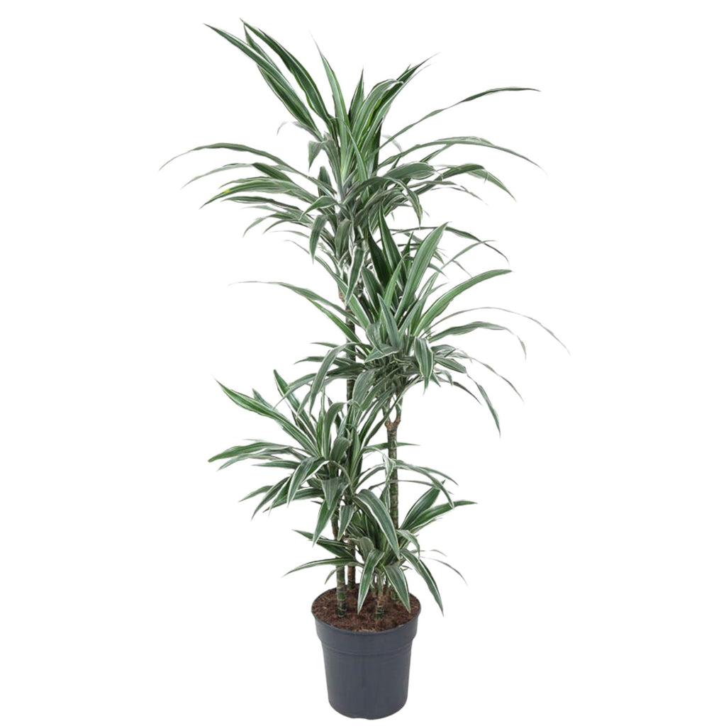 Dracaena Warneckei - 130 cm - ø27