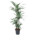 Dracaena Warneckei - 130 cm - ø27