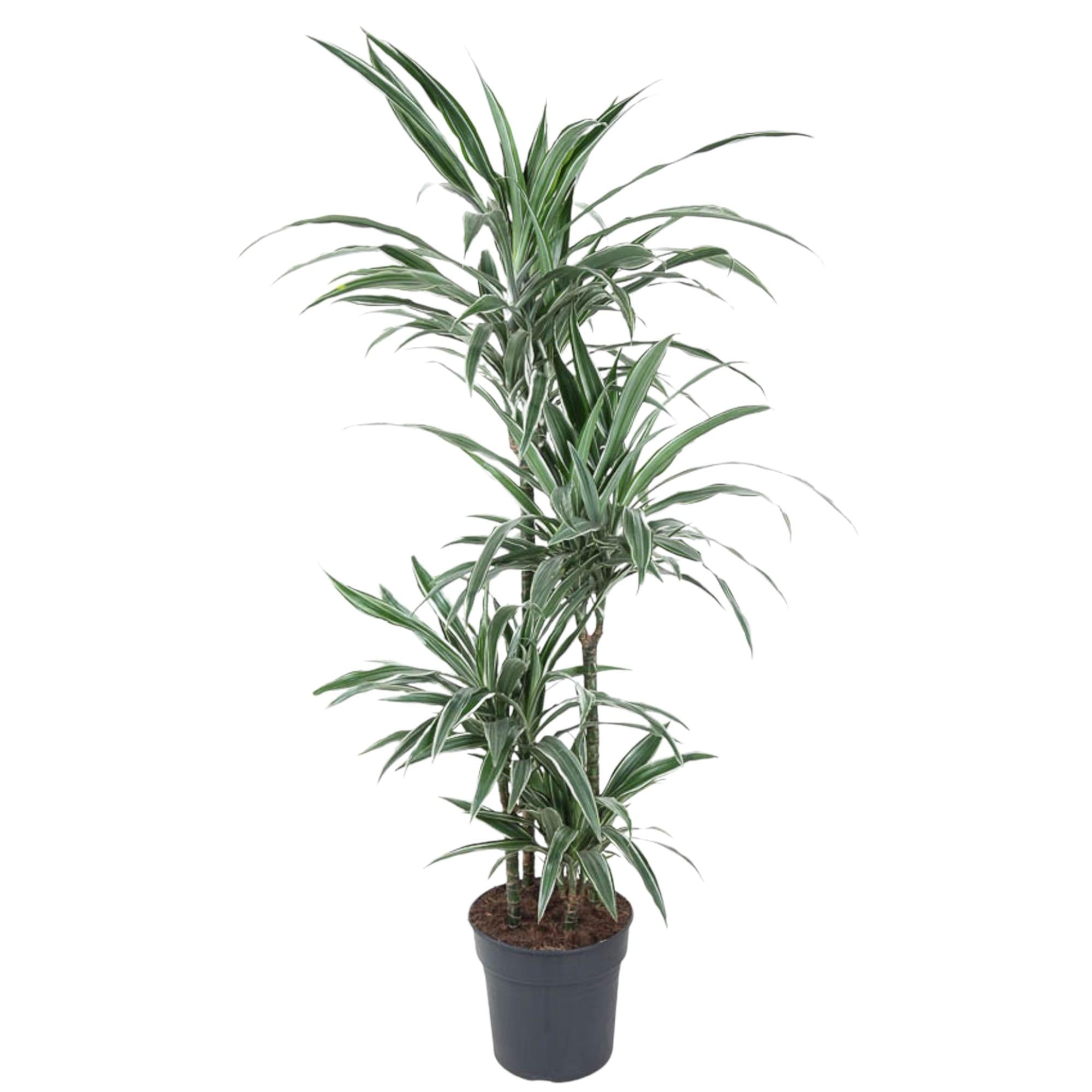Dracaena Warneckei - 130 cm - ø27