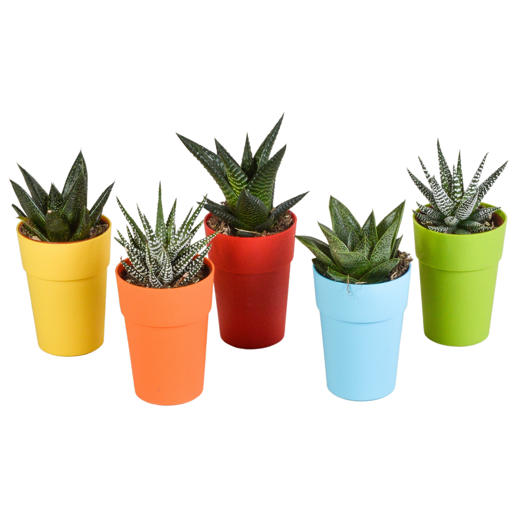 Gasteria/Haworthia mix 5,5cm - 5x - in gekleurde plasticpot