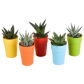 Gasteria/Haworthia mix 5,5cm - 5x - in gekleurde plasticpot