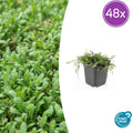 48x Leptinella squalida - ↕10-25cm - Ø9cm