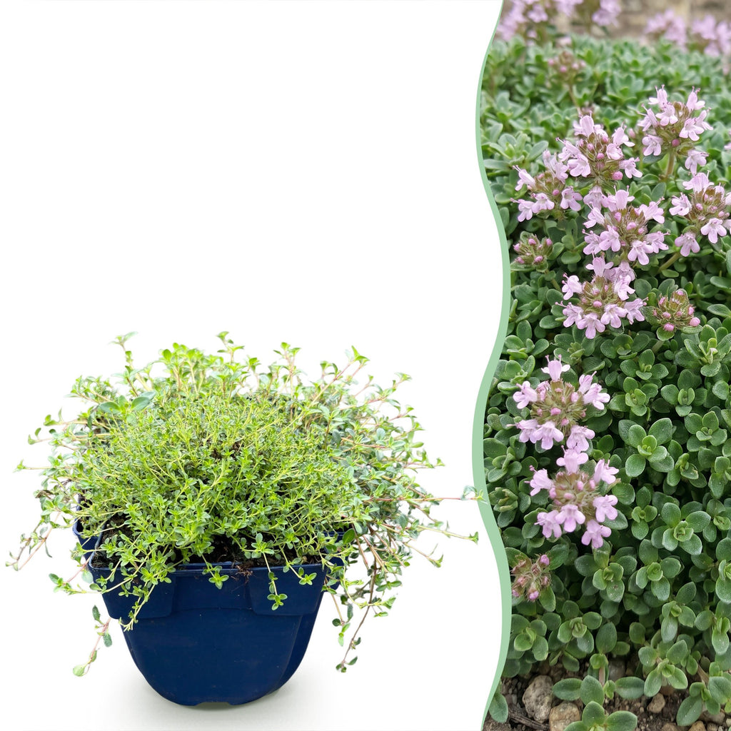 Vasteplant - Thymus praecox Minor - KruipTijm - Geurend - Roze - 12 Planten - Pot 11cm - Hoogte 15-25cm