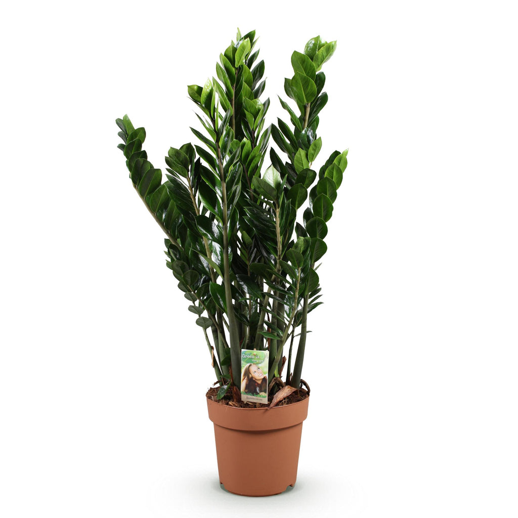 Green is... Kamerplanten - Zamioculcas - ZZ-plant - Weinig onderhoud - Groen - 1 Plant - Pot 21cm - Hoogte 80-90cm