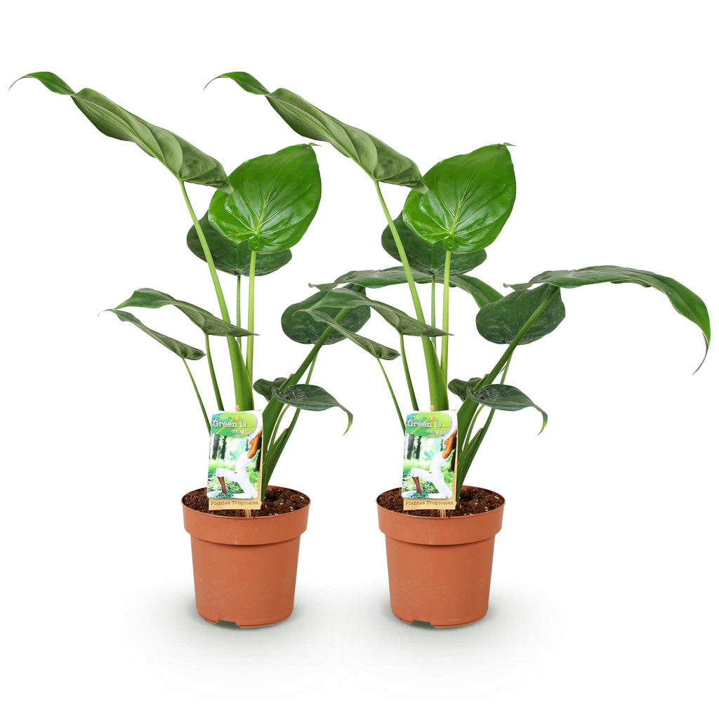 Green is... Kamerplanten - Alocasia Cucullata - Boeddha,s hand - Weinig onderhoud - Groen - 2 Planten - Pot 17cm - Hoogte 60-65cm