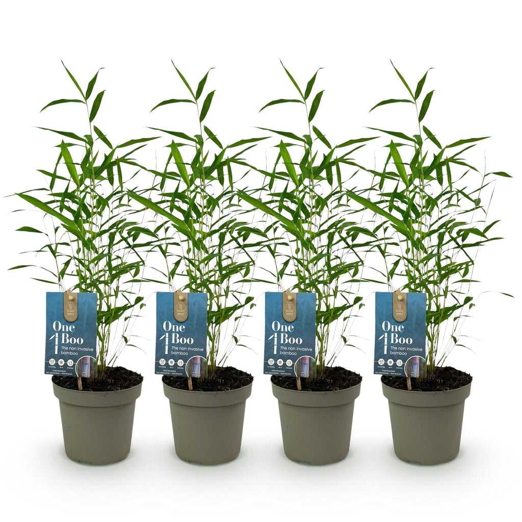 Bamboe - Fargesia Blue Dragon - Groen - 4 Planten - Bladhoudend - Niet Woekerend- Pot 14cm Hoogte 35cm