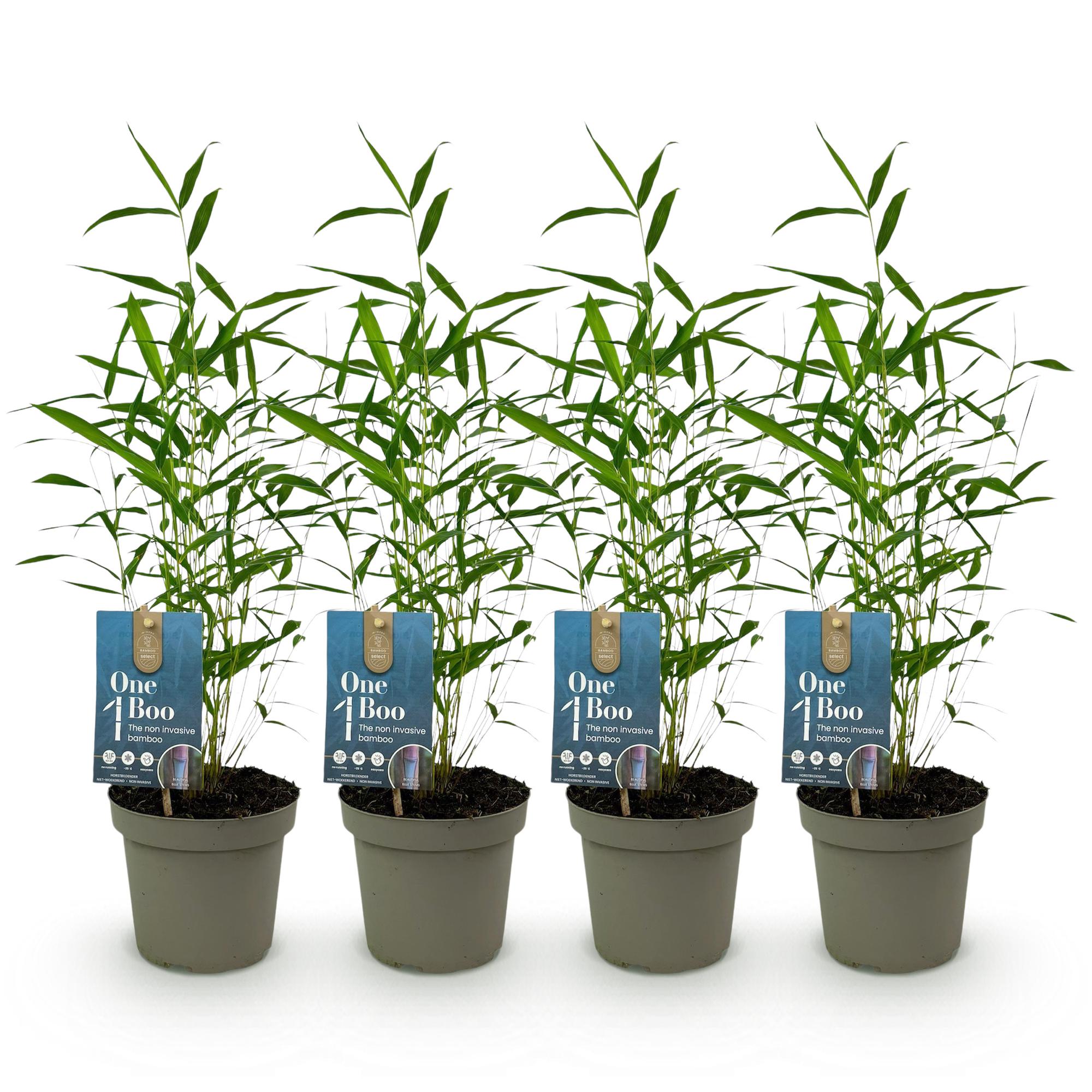 Bamboe - Fargesia Blue Dragon - Groen - 4 Planten - Bladhoudend - Niet Woekerend- Pot 14cm Hoogte 35cm