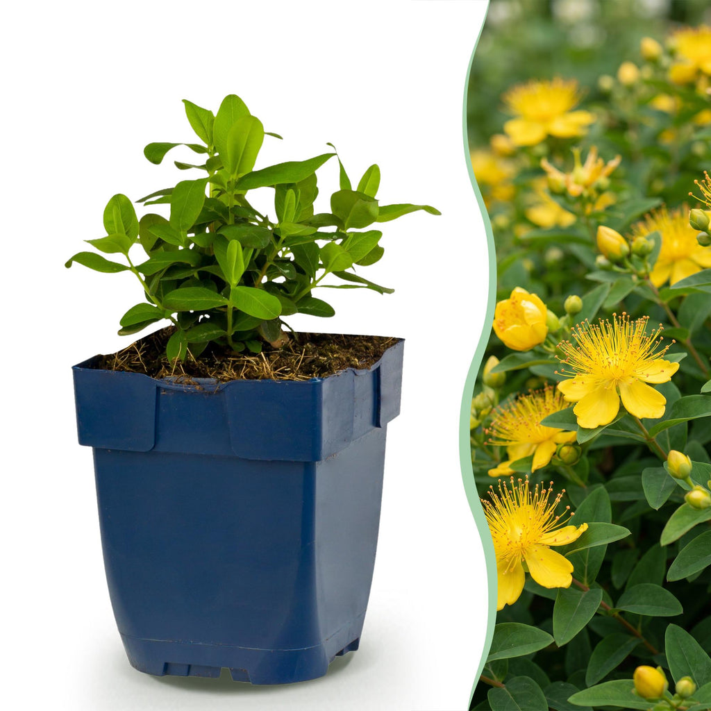 Vasteplant - Hypericum calycinum - Sint-Janskruid - Bijen- en vlinderlokkers - Geel - 6 Planten - Pot 11cm - Hoogte 15-25cm