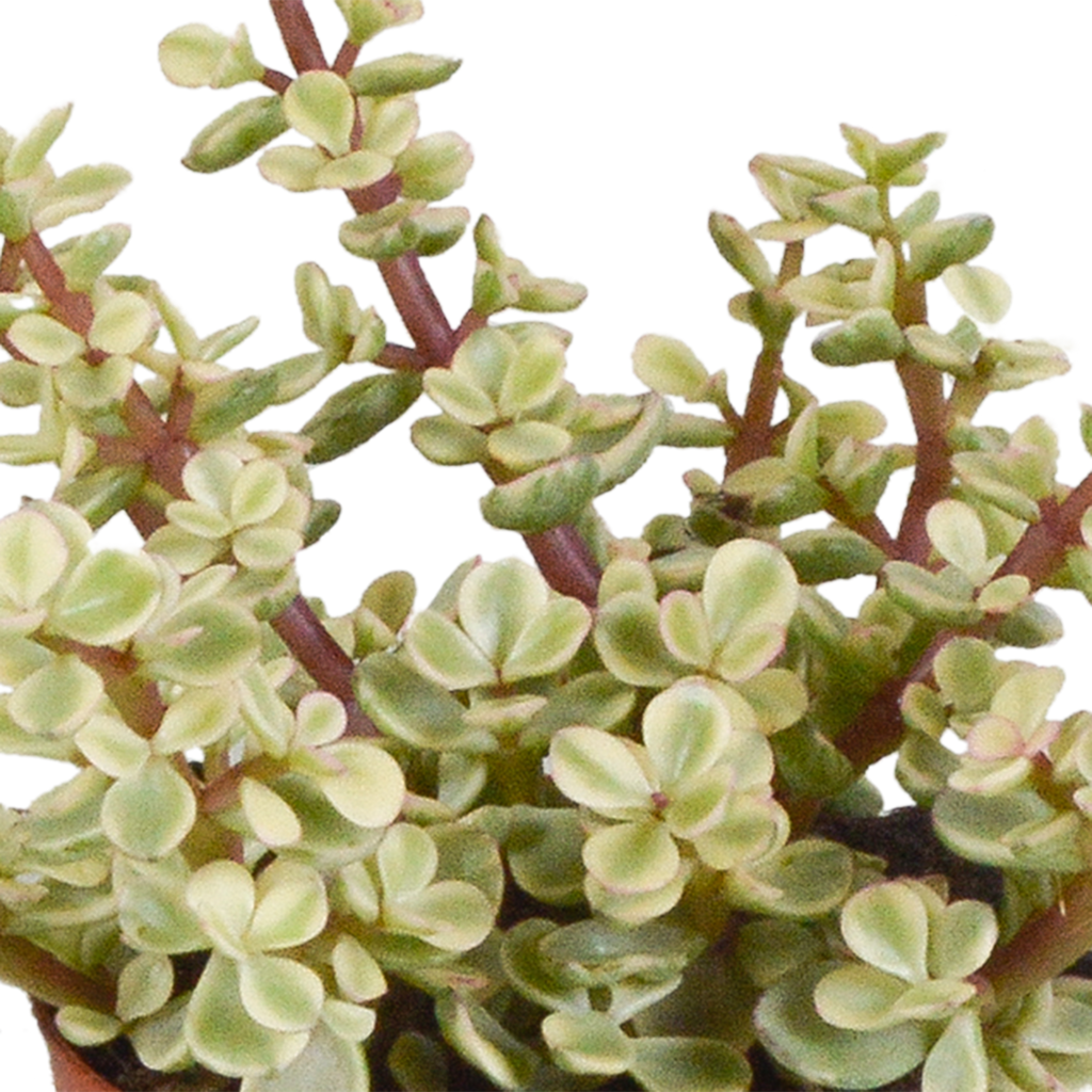 Crassula mix 8.5 cm - 3x - in Mexicaanse pot