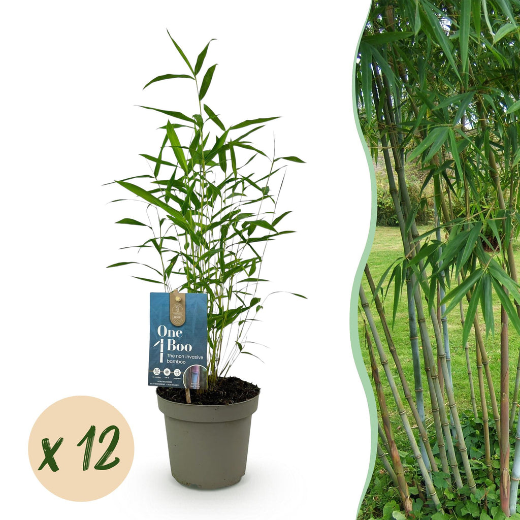 Bamboe - Fargesia Blue Dragon - Bladhoudend - Niet Woekerend - Groen - 12 Planten - Pot 14cm - Hoogte 35cm