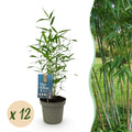 Bamboe - Fargesia Blue Dragon - Bladhoudend - Niet Woekerend - Groen - 12 Planten - Pot 14cm - Hoogte 35cm