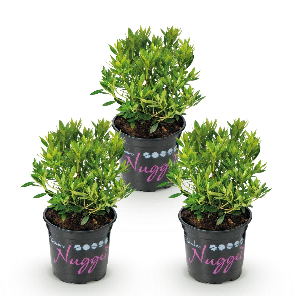 Dwerg Rhododendron - Rhododendron Bloombux Light Pink - Bloeiende Buxus - Weinig Onderhoud - Licht Roze Bloem - 3 Planten - Pot 10,5cm - Hoogte 20-25cm