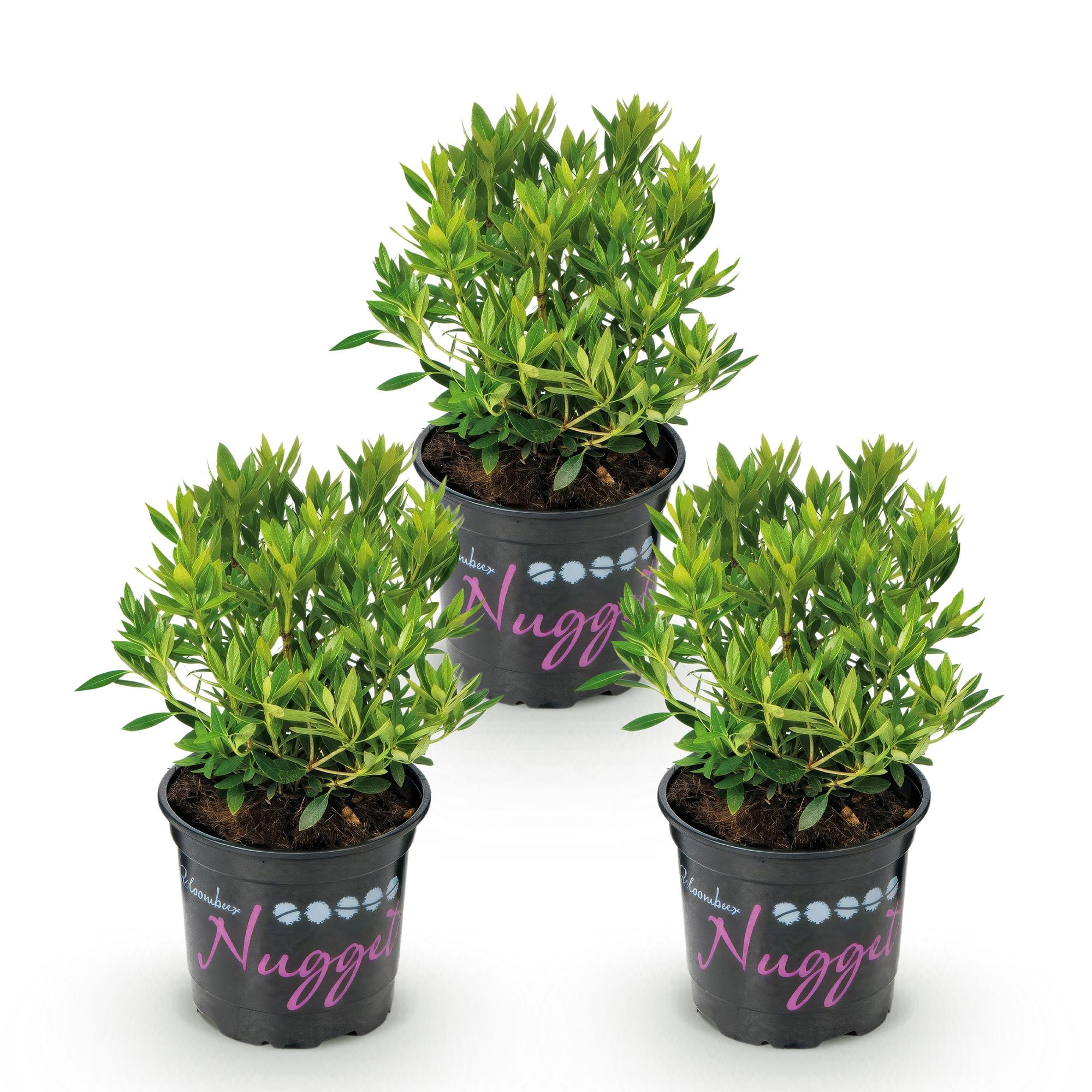 Dwerg Rhododendron - Rhododendron Bloombux Light Pink - Bloeiende Buxus - Weinig Onderhoud - Licht Roze Bloem - 3 Planten - Pot 10,5cm - Hoogte 20-25cm