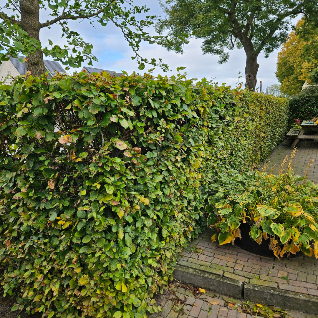 Palletdeal Haagplanten:  50 Fagus sylvatica ↕60-80 - Ø 19cm | Mini Pallet