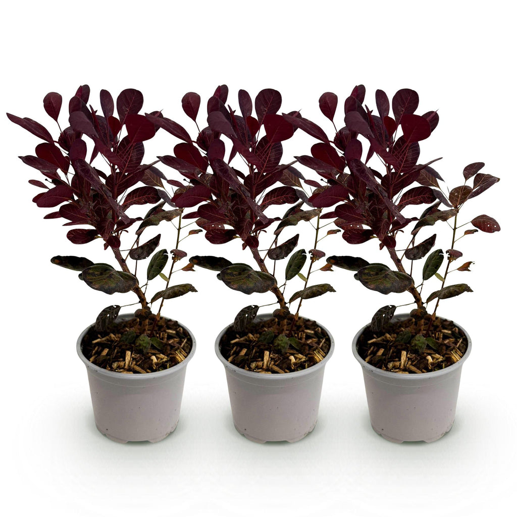 Tuinplant - Cotinus coggyria Lilla - Paars 3 Planten - Bladverliezend - Weinig Onderhoud - Pot 12cm Hoogte 35cm