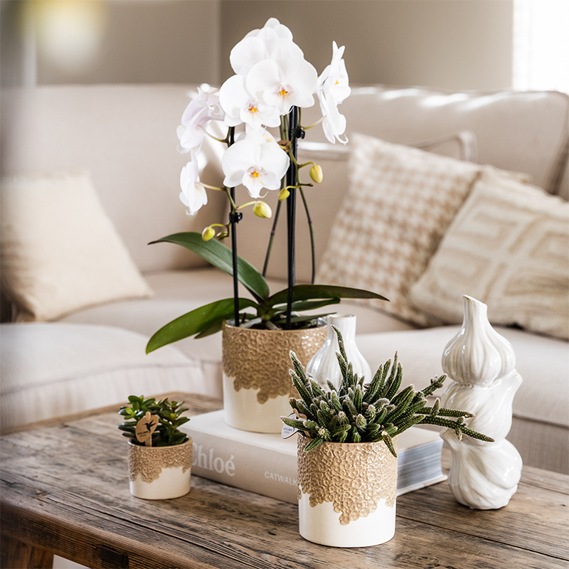 Kolibri Home | Bloom sierpot - Sand - Ø6cm