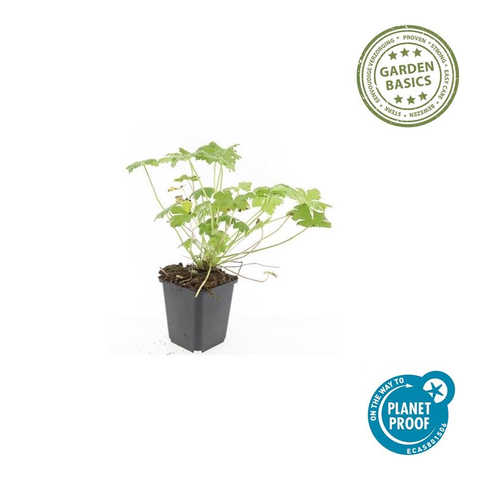 6x Geranium 'Tiny Monster' - ↕10-25cm - Ø9cm