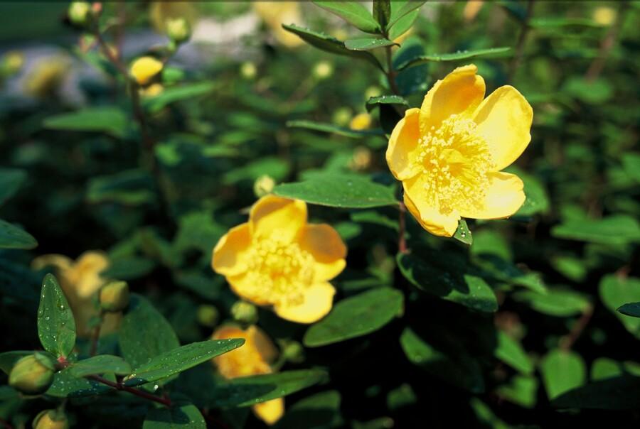 48x Hypericum dummeri 'Peter Dummer' - ↕10-25cm - Ø9cm