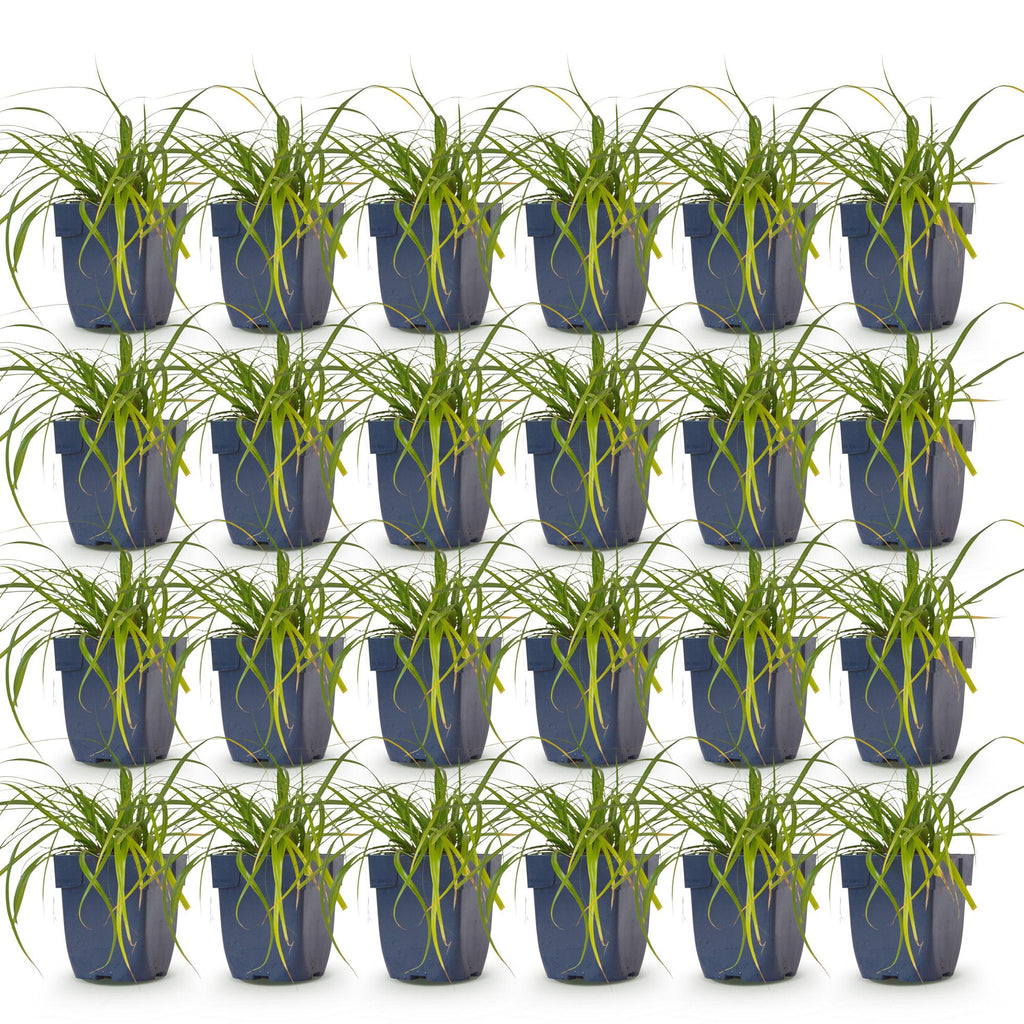 Grassen - Carex oshimensis Evergreen - Japanse Zegge - Groenblijvend - Groen - 24 Planten - Pot 11cm - Hoogte 15-25cm