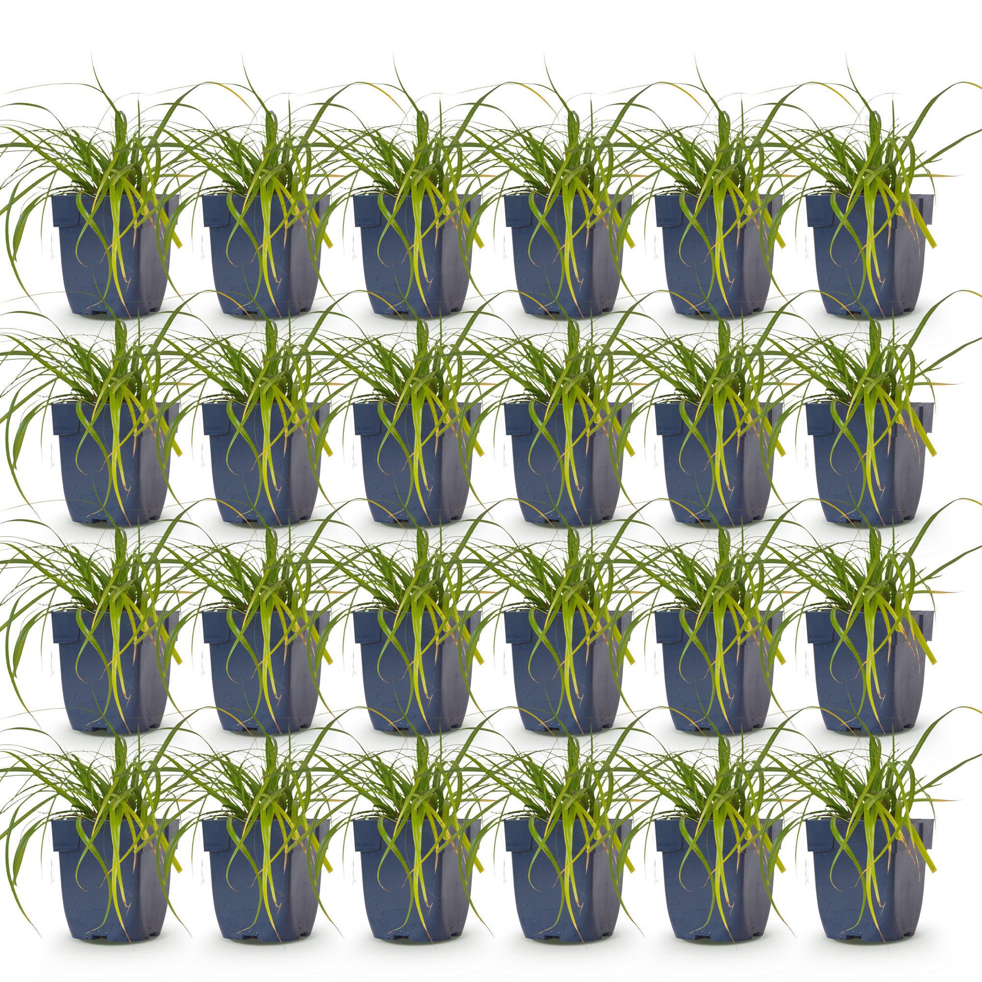 Grassen - Carex oshimensis Evergreen - Japanse Zegge - Groenblijvend - Groen - 24 Planten - Pot 11cm - Hoogte 15-25cm