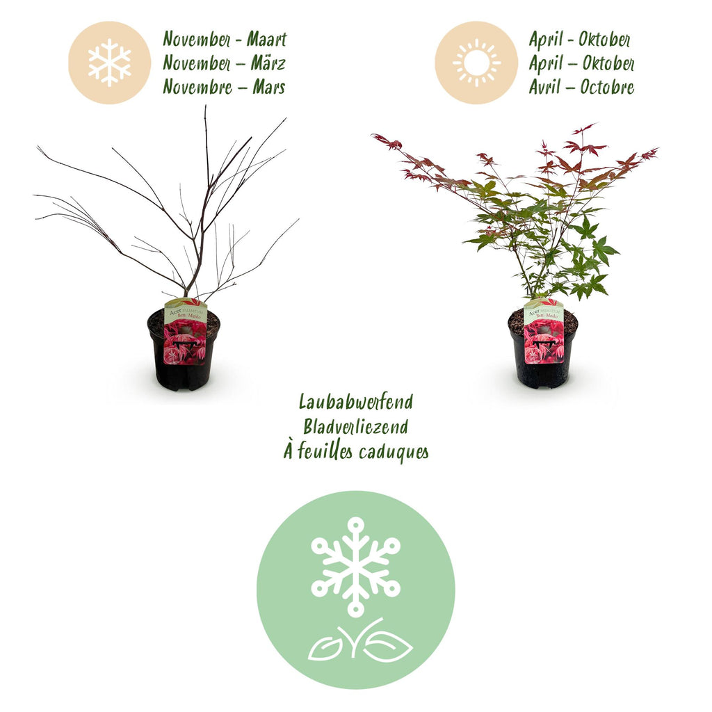 Terrasplant - Japanse Esdoorn - Acer palmatum Beni Maiko - Rood - 1 Plant - Bladverliezend - Pot 19cm Hoogte 70cm