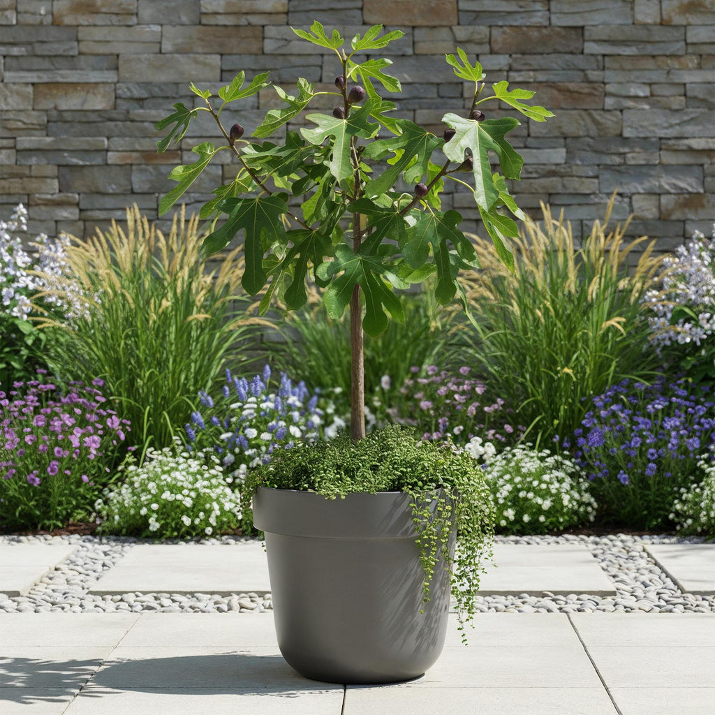 Plant op Stam - Ficus carica Little Miss Figgy - Terras Plant - Bladverliezend - Winterhard - Groene Vrucht - Pot 19cm Hoogte 90cm