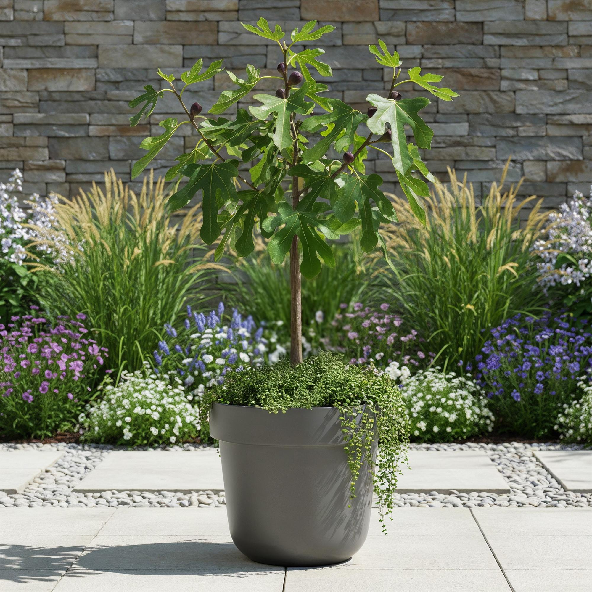 Plant op Stam - Ficus carica Little Miss Figgy - Terras Plant - Bladverliezend - Winterhard - Groene Vrucht - Pot 19cm Hoogte 90cm