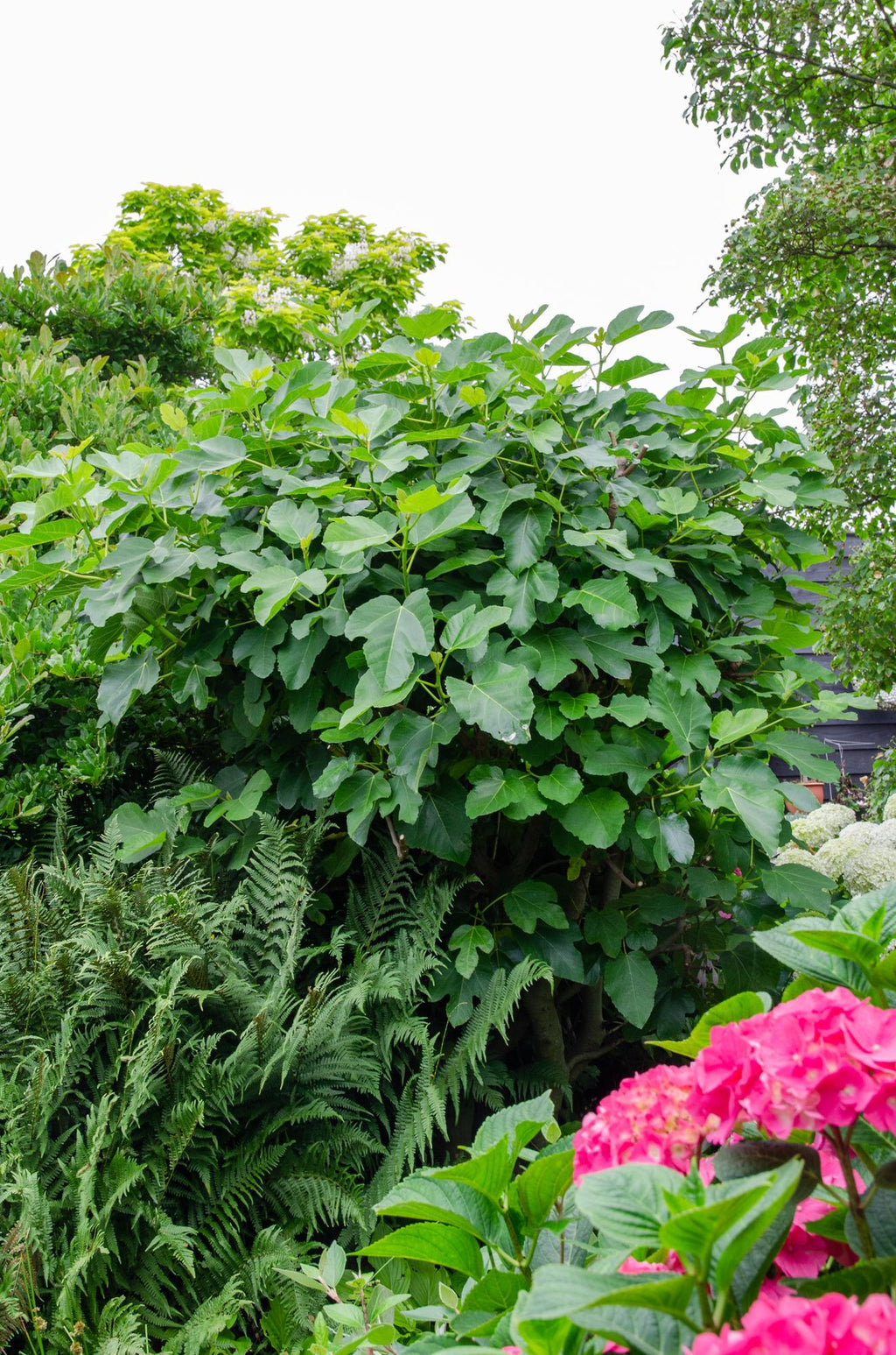 Ficus Gustissimo Perretta - Ø13 - ↨30cm