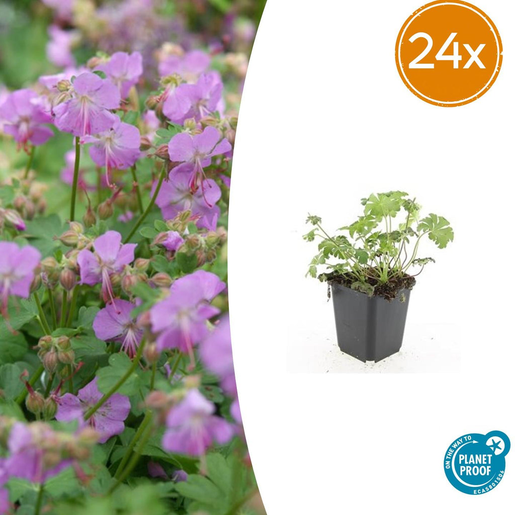 24x Geranium cant. 'Cambridge' - ↕10-25cm - Ø9cm