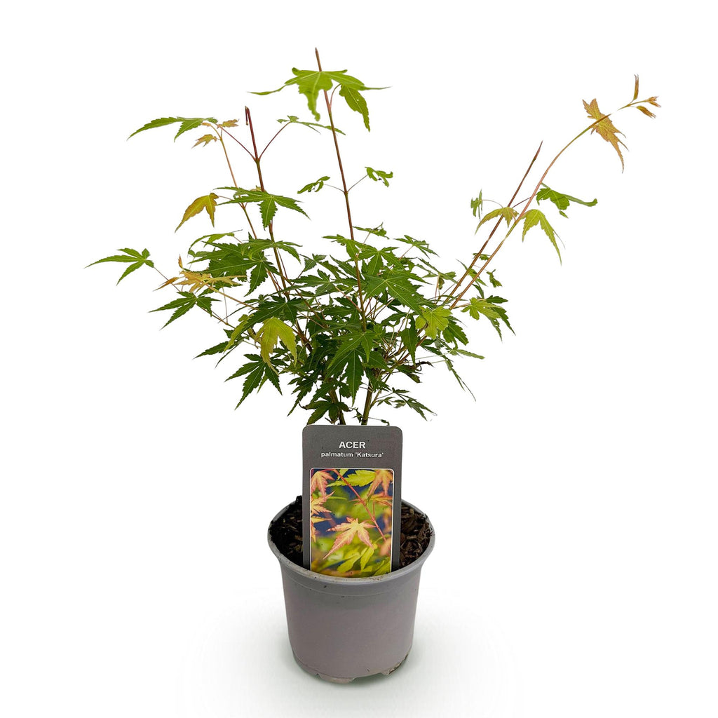 Tuinplant - Acer palmatum Katsura - Oranje - 1 Plant - Bladverliezend - Weinig Onderhoud - Pot 12cm Hoogte 35cm