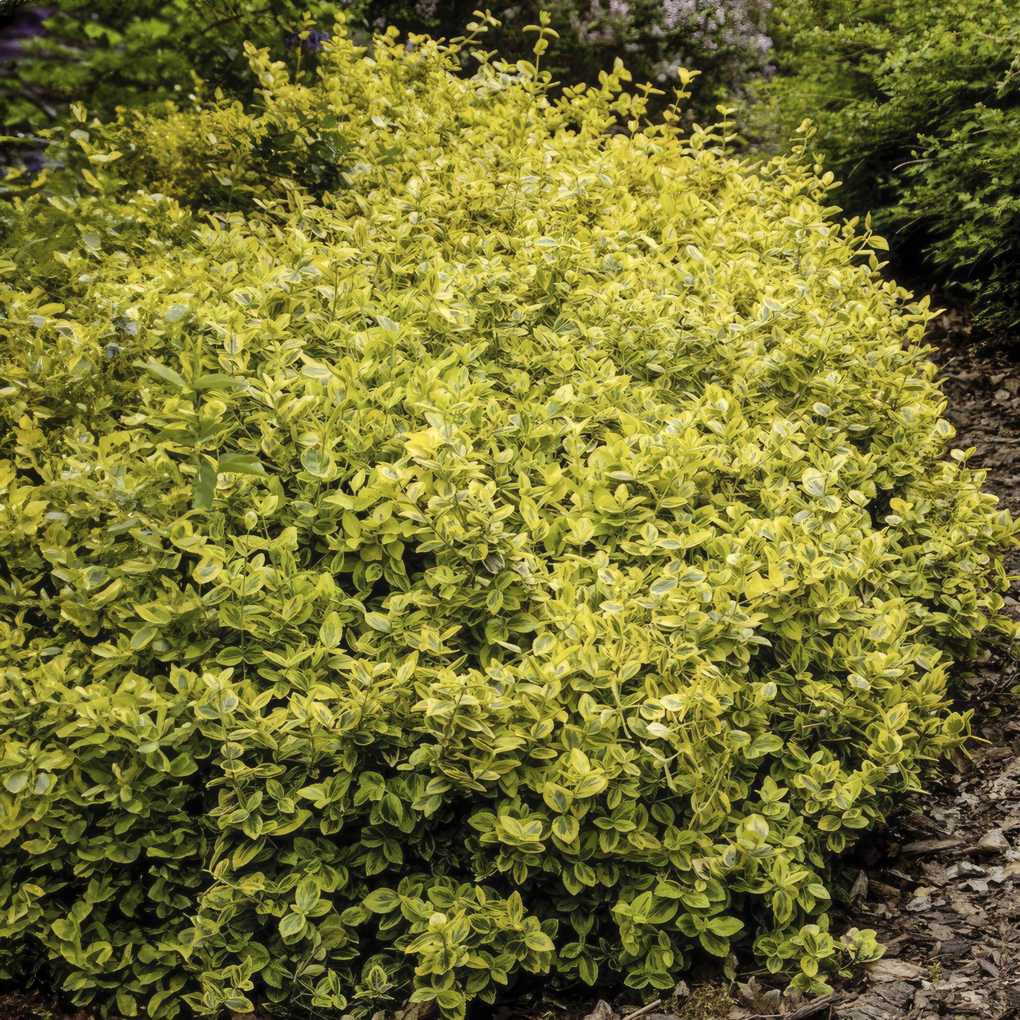 24x Euonymus fort. 'Emerald 'n Gold’ - ↕10-25cm - Ø9cm