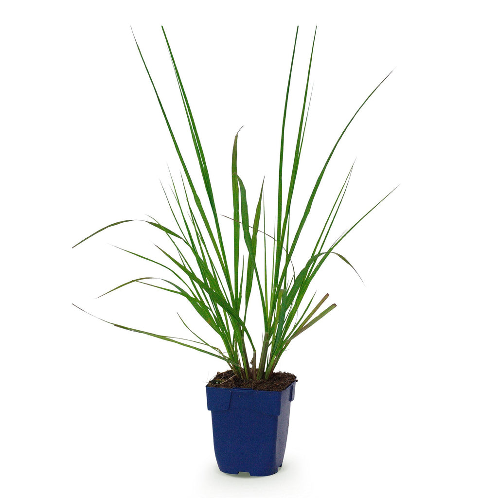 Grassen - Pennisetum alop. Black Beauty - Lampenpoetsergras - Met Pluim - Groen - 1 Plant - Pot 11cm - Hoogte 15-25cm