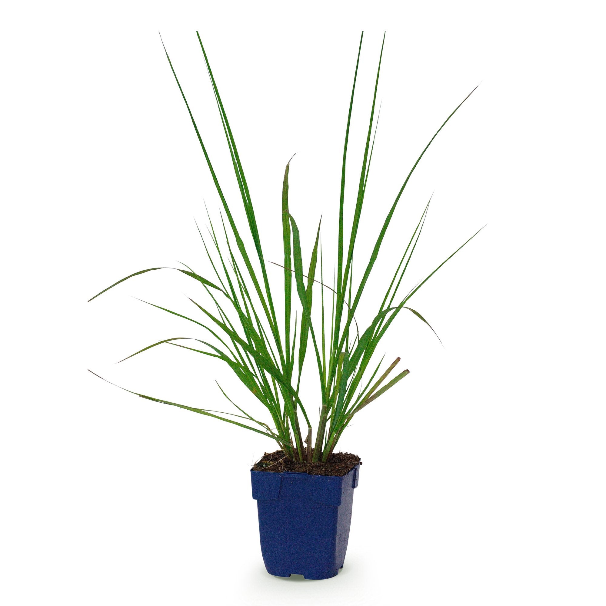 Grassen - Pennisetum alop. Black Beauty - Lampenpoetsergras - Met Pluim - Groen - 1 Plant - Pot 11cm - Hoogte 15-25cm