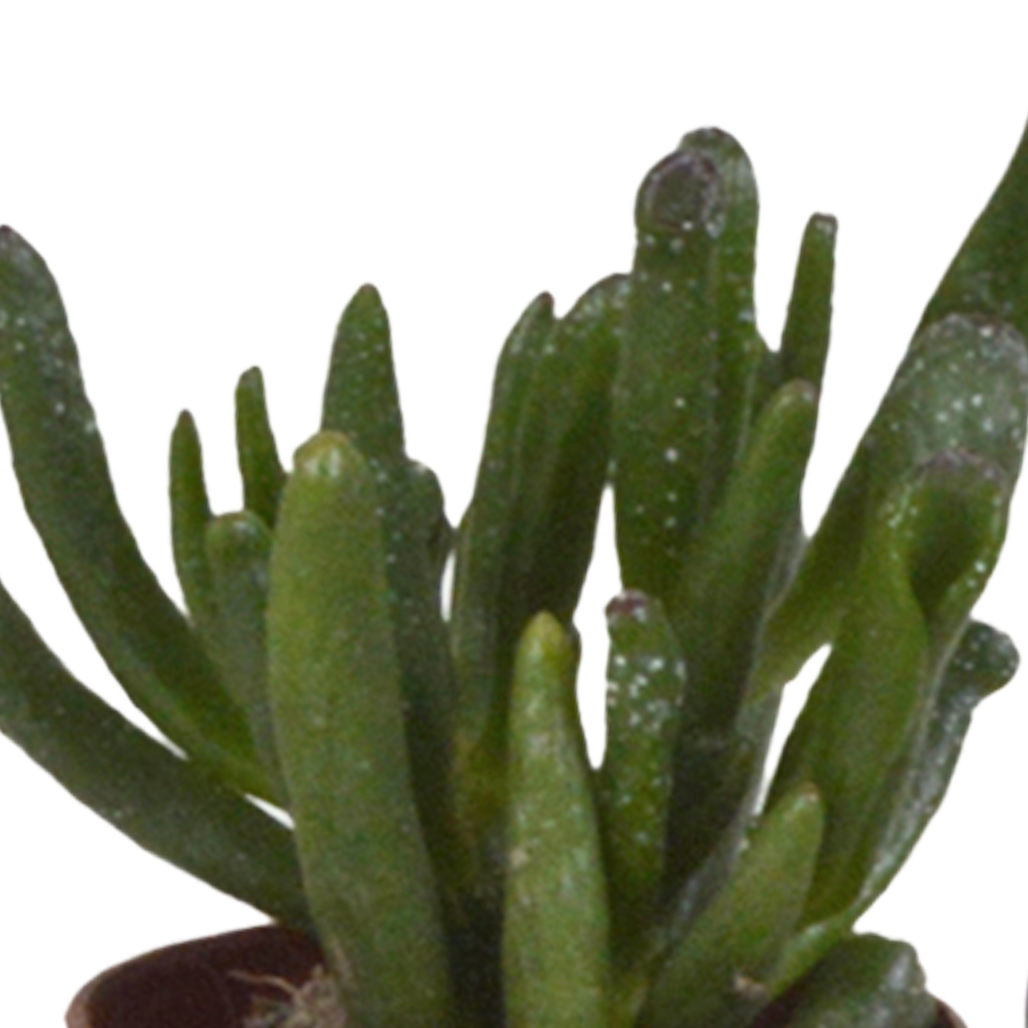 Vetplanten mix 5.5 cm - 10x - zonder pot