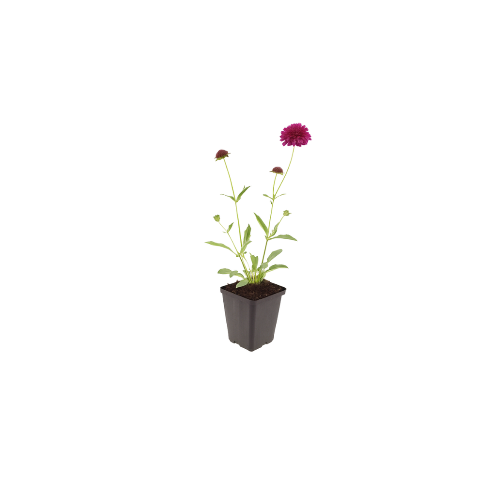 60x Knautia macedonica - ↕10-25cm - Ø9cm