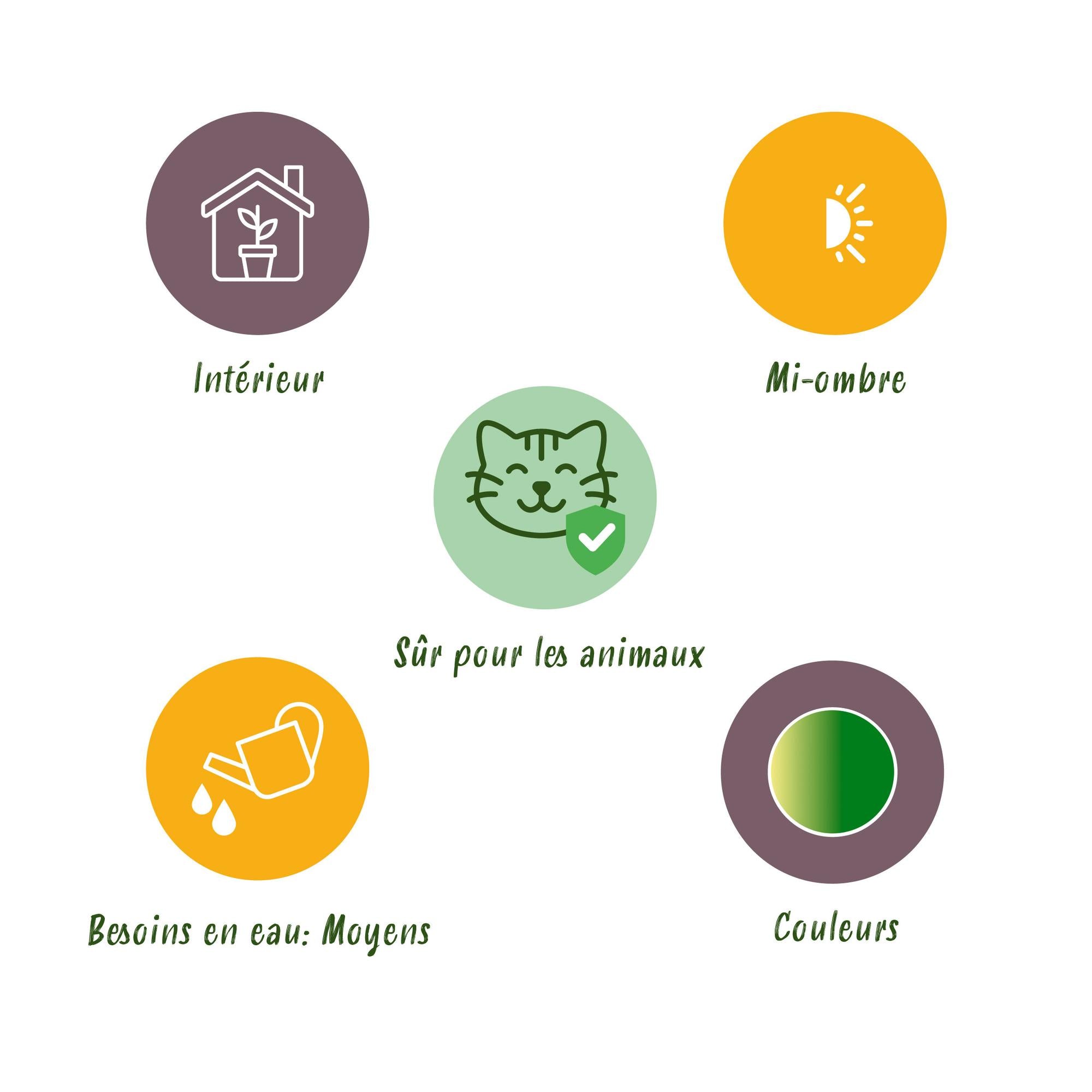 Kamerplant - Pteris cretica Albolineata - Lintvaren - Huisdiervriendelijke Plant - Groen - 1 Plant - Pot 12cm - Hoogte 20cm