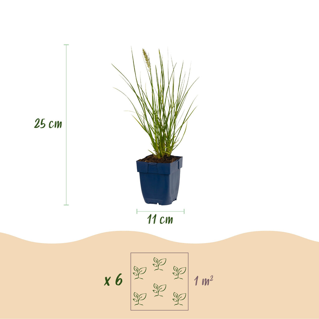 Grassen - Pennisetum alop. Little Bunny - Lampenpoetsergras - Met Pluim - Groen - 12 Planten - Pot 11cm - Hoogte 15-25cm