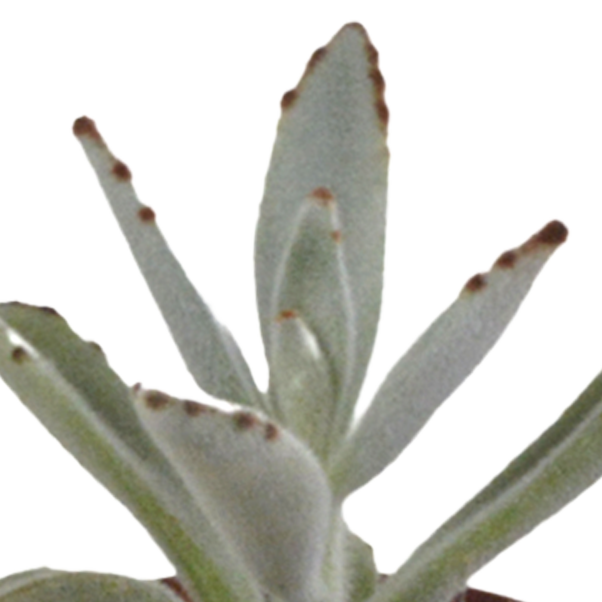 Vetplanten mix 5.5 cm - 10x - zonder pot