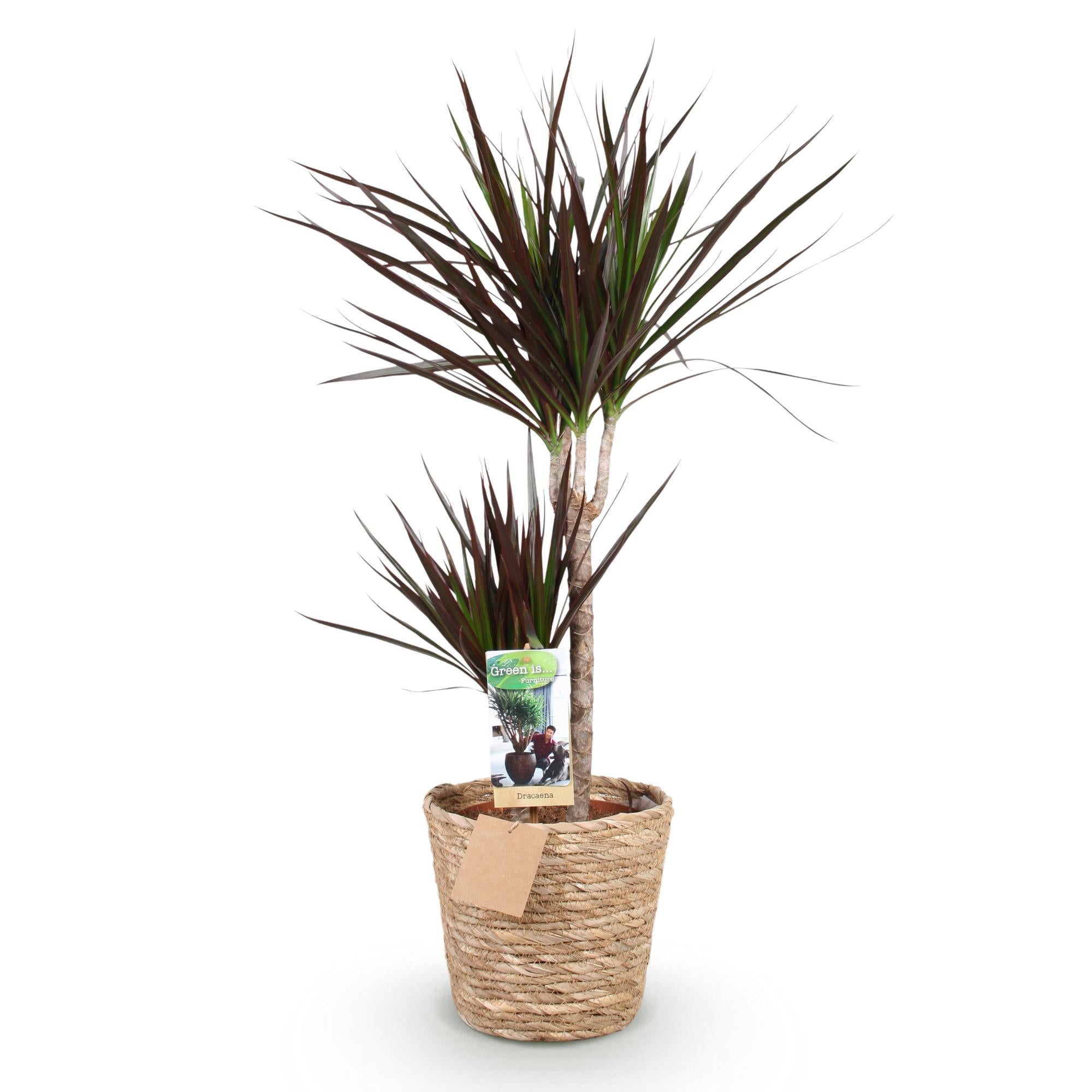 Green is... Kamerplanten - Dracaena Magenta - Drakenbloedboom - Weinig onderhoud - met mand - Groen - 1 Plant - Pot 21cm - Hoogte 90-100cm